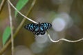 Blue Tiger butterfly Royalty Free Stock Photo