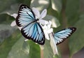 Blue tiger butterfly tirumala limniace on a white flower Royalty Free Stock Photo