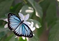 Blue tiger butterfly tirumala limniace on a white flower Royalty Free Stock Photo