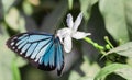 Blue tiger butterfly tirumala limniace on a white flower Royalty Free Stock Photo