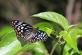 Blue Tiger (Tirumala hamata) Royalty Free Stock Photo