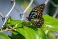 Blue Tiger Tirumala limniace Butterfly side macro shot