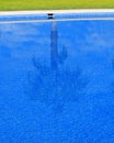 Blue tiles swimming pool with palm tree reflection Royalty Free Stock Photo