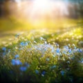 Blue tiny flowers on spring blooming meadow with flying butterflies. Banner of a fresh blooming forget-me-not in the sunshine. Royalty Free Stock Photo