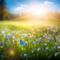 Blue tiny flowers on spring blooming meadow with flying butterflies. Banner of a fresh blooming forget-me-not in the sunshine. Royalty Free Stock Photo