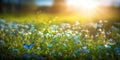 Blue tiny flowers on spring blooming meadow with flying butterflies. Banner of a fresh blooming forget-me-not in the sunshine. Royalty Free Stock Photo