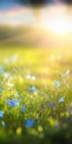 Blue tiny flowers on spring blooming meadow with flying butterflies. Banner of a fresh blooming forget-me-not in the sunshine. Royalty Free Stock Photo