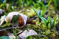 Blue tiny snowdrop flowers growing on moss with broken snail shell with grass growing through Royalty Free Stock Photo