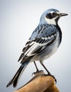 Blue tiny Wagtail_AI