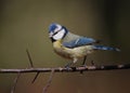 Blue Tit