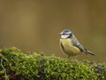 Blue tit