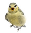 Blue Tit, 23 days old, perched Royalty Free Stock Photo