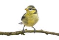 Blue Tit, 23 days old, perching on branch Royalty Free Stock Photo