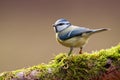Blue Tit Royalty Free Stock Photo