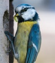 Blue tit Royalty Free Stock Photo