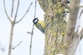 Blue Tit