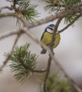 Blue Tit on branch Royalty Free Stock Photo