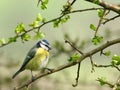 Blue Tit Royalty Free Stock Photo