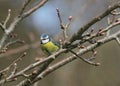 Blue Tit Royalty Free Stock Photo