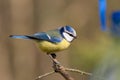 Blue tit (aka parus caeruelus)