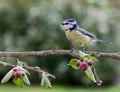 Blue Tit on apple tree in spring Royalty Free Stock Photo