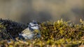 Blue tit in autumn, Scientific name: Cyanistes Caeruleus Royalty Free Stock Photo