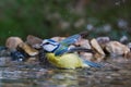 Blue tit bathing