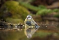 Blue tit bathing