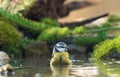 Blue tit bathing