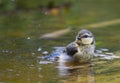 Blue Tit bathing at pool Royalty Free Stock Photo