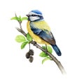 Blue tit bird on alder branch watercolor illustration. Hand drawn cute titmouse on a spring tree branch element. Small