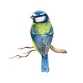 Blue tit bird backside view on the tree branch. Watercolor painted illustration. Hand drawn cute tiny titmouse with Royalty Free Stock Photo