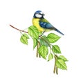 Blue tit bird on a birch tree branch. Watercolor painted illustration. Hand drawn cute tiny titmouse with yellow and Royalty Free Stock Photo