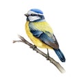 Blue-tit bird on the branch. Watercolor illustration. Hand drawn cute tiny titmouse with yellow and blue feathers. Small