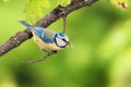 A blue tit bird with a caterpillar Royalty Free Stock Photo