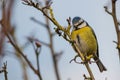 Blue tit bird Cyanistes caeruleus Royalty Free Stock Photo