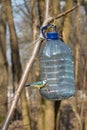 Blue Tit bird eats bread Royalty Free Stock Photo