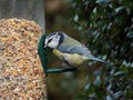 Blue tit on bird feeder Royalty Free Stock Photo