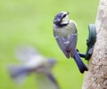 Blue tit on bird feeder Royalty Free Stock Photo