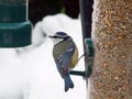 Blue tit on bird feeder Royalty Free Stock Photo