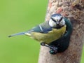 Blue tit on bird feeder Royalty Free Stock Photo