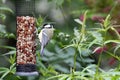 Blue tit on a bird feeder Royalty Free Stock Photo