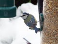 Blue tit on bird feeder looking back Royalty Free Stock Photo