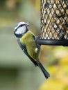Blue tit on bird feeder Royalty Free Stock Photo