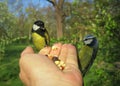 Blue and Great tit birds feeding themselves from hand