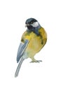 Blue tit bird isolated on white background. Original watercolor illustration of european titmouse bird Royalty Free Stock Photo