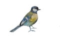 Blue tit bird isolated on white background. Original watercolor illustration of european titmouse bird Royalty Free Stock Photo