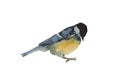 Blue tit bird isolated on white background. Original watercolor illustration of european titmouse bird Royalty Free Stock Photo