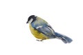 Blue tit bird isolated on white background. Original watercolor illustration of european titmouse bird Royalty Free Stock Photo