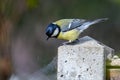 Blue Tit bird perched on a fence post Royalty Free Stock Photo